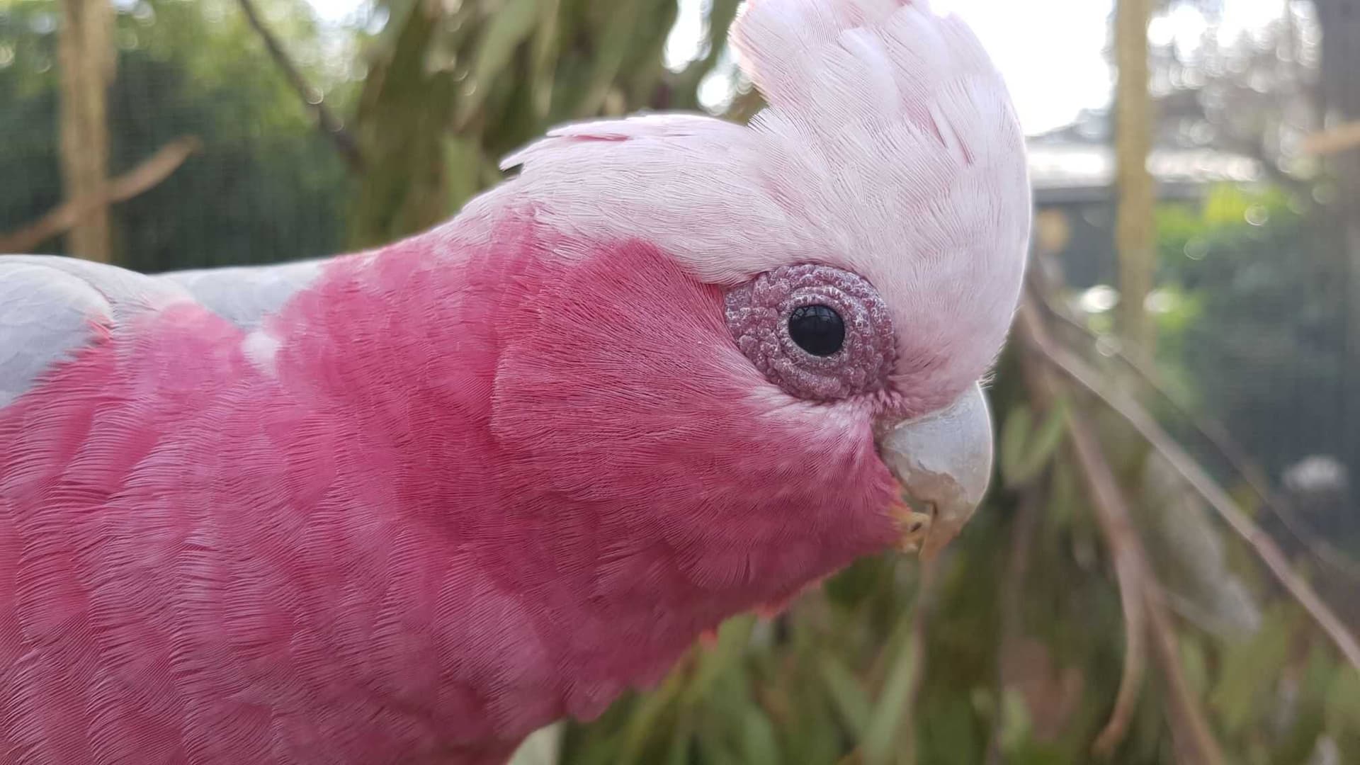 Cockatoo Parrots – Licensed & Certified Amazing Birds Farm