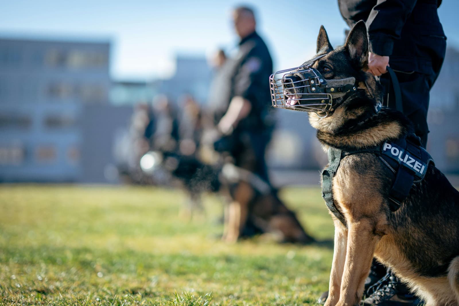 Specialist Canine Protection via Security Dog Services Bristol