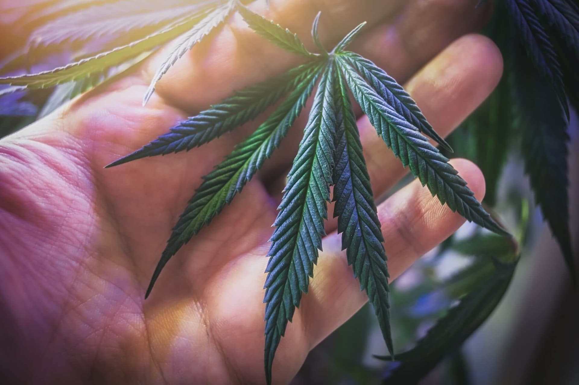 Csc hamburg | Verantwortungsvolle Cannabis-Kultur