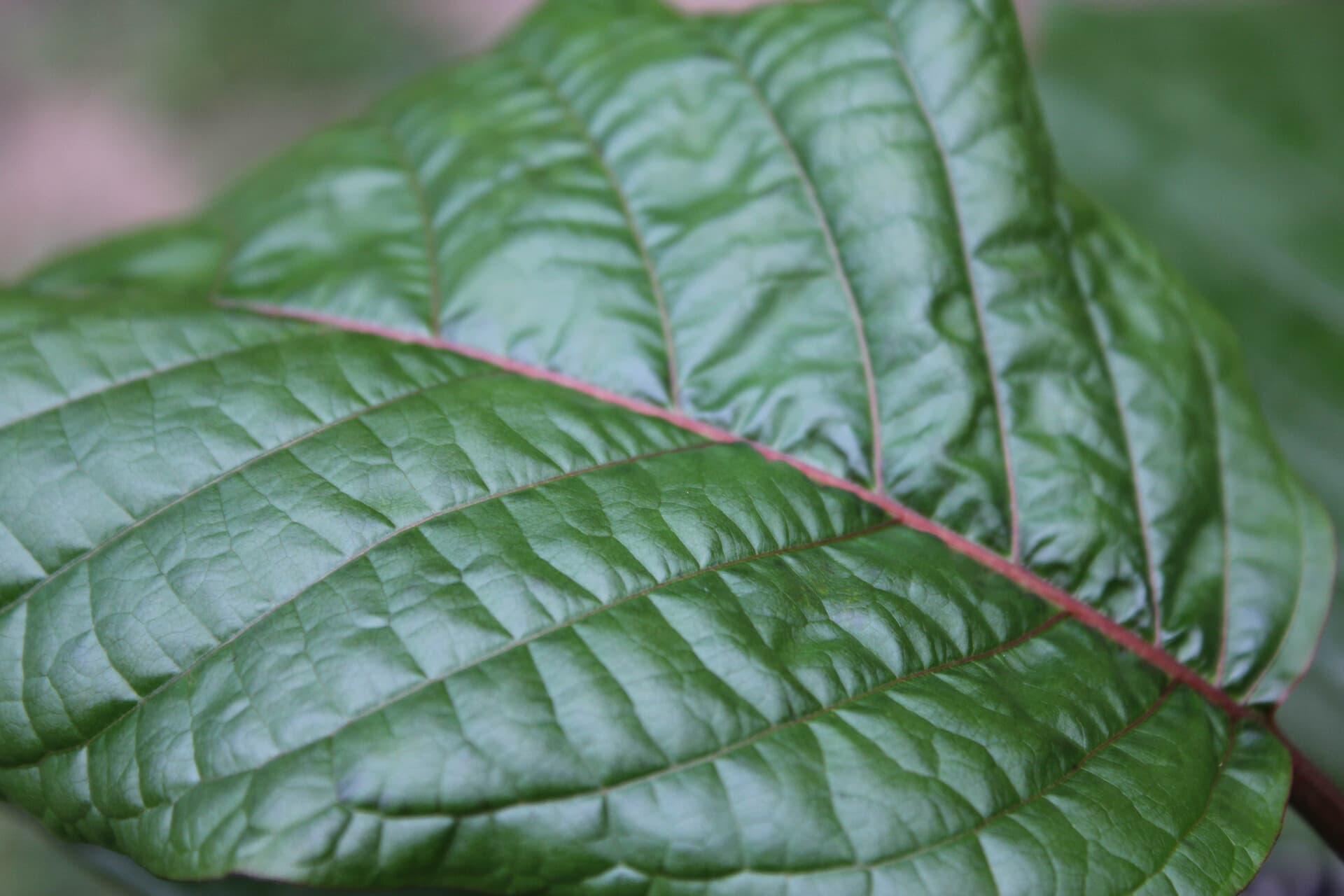 Inside Popup CNX: The Most Loved Kratom Cafe Chiang Mai