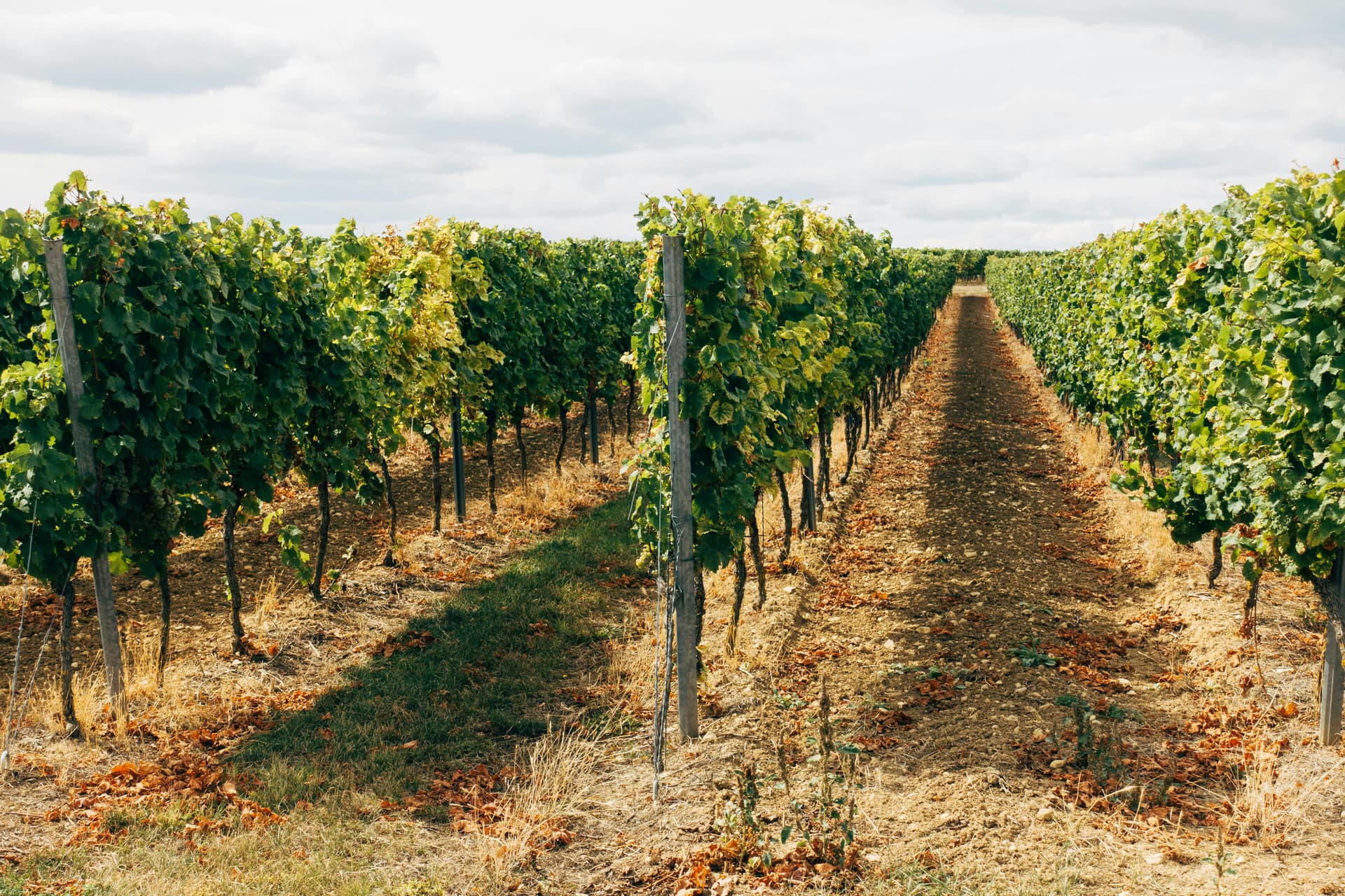 A Traveler’s Guide to the Best Wineries in California