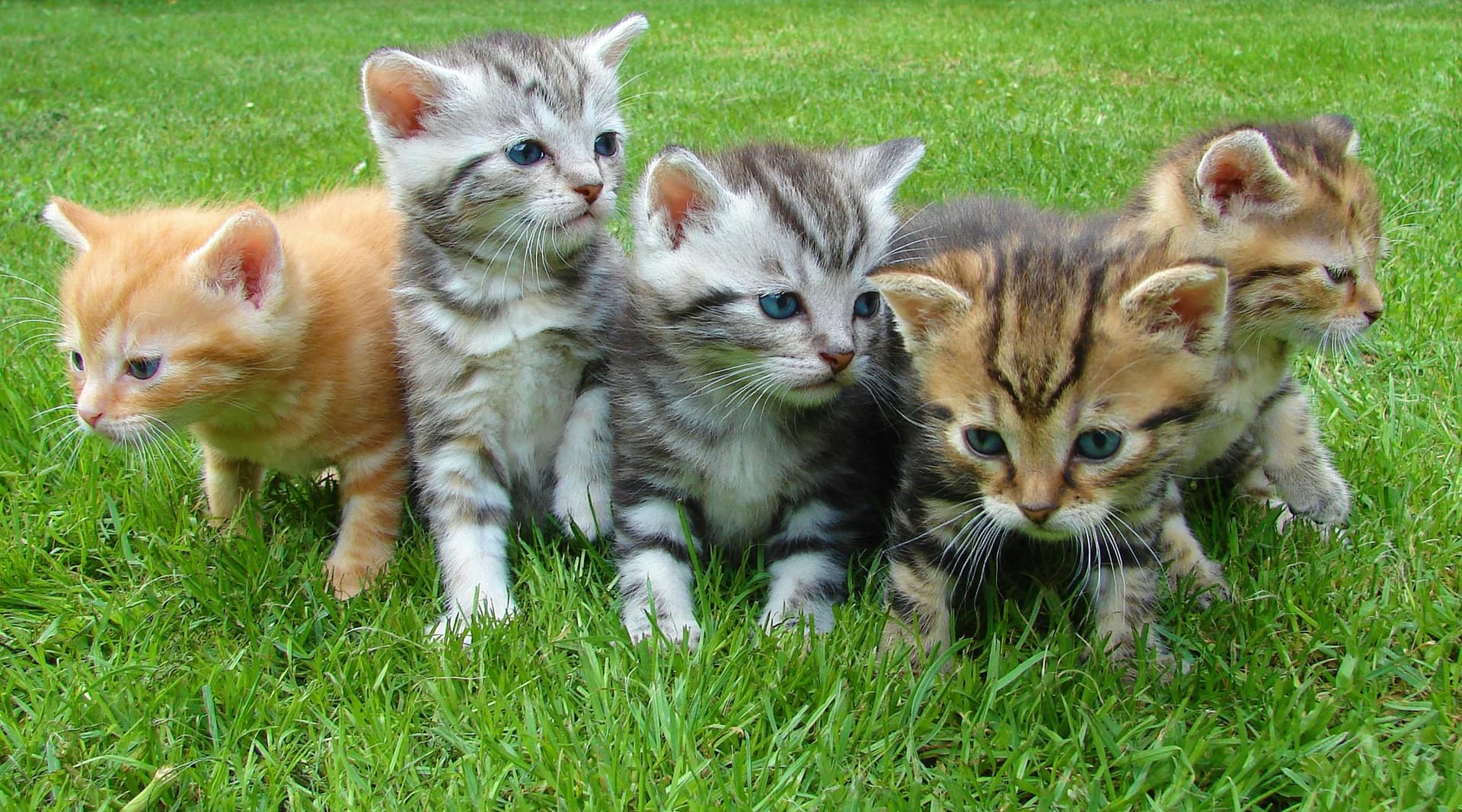 Maine Coon Kittens for Sale San Francisco with Health Guarantees