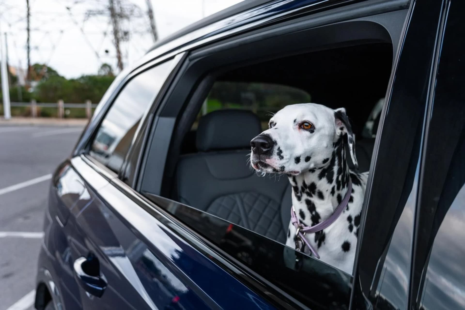 Quick and Affordable Pet Certificates UK-Wide via Vet Home Certs