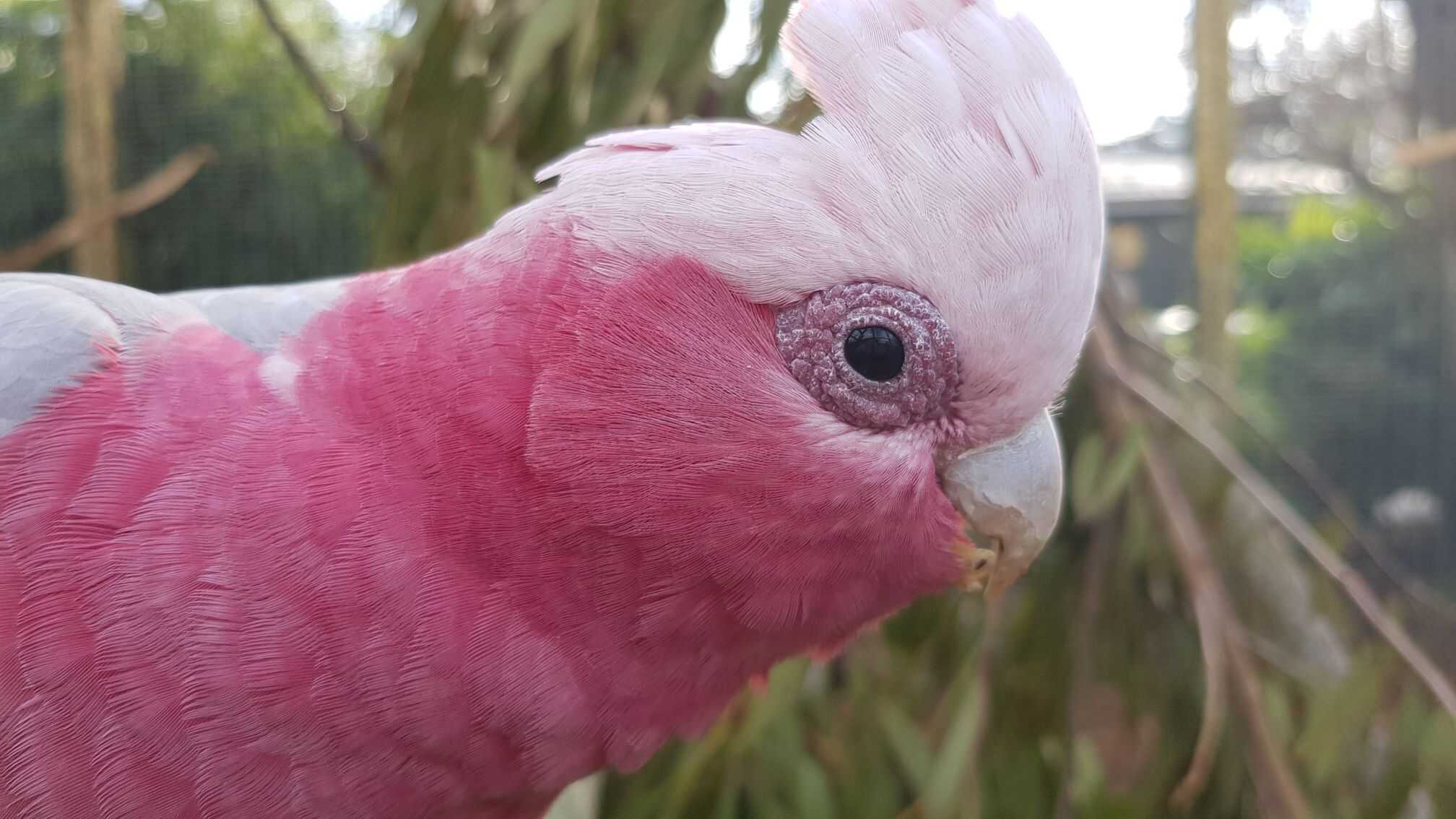 Cockatoo Parrots – Licensed & Certified Amazing Birds Farm