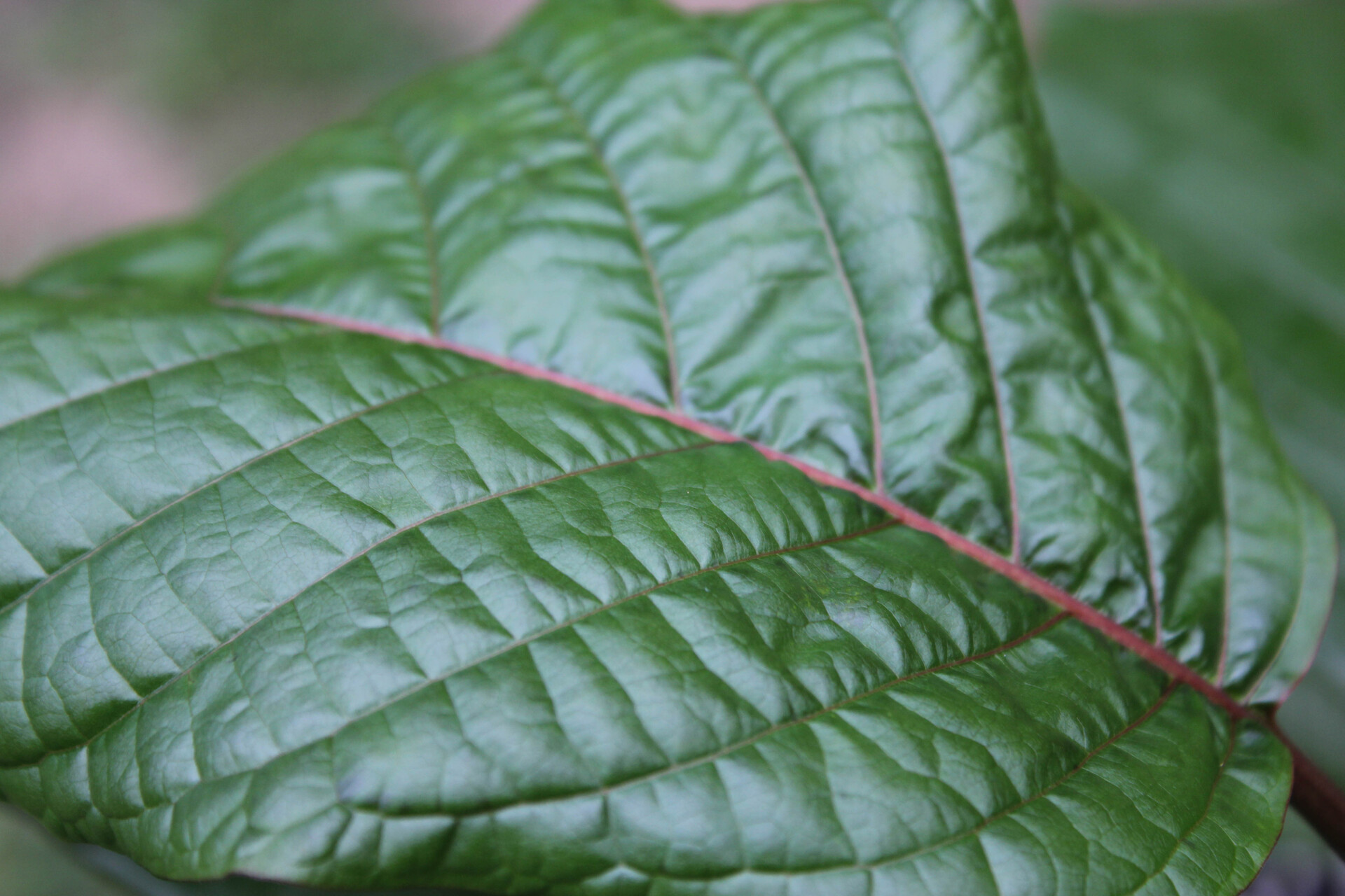 Inside Popup CNX: The Most Loved Kratom Cafe Chiang Mai