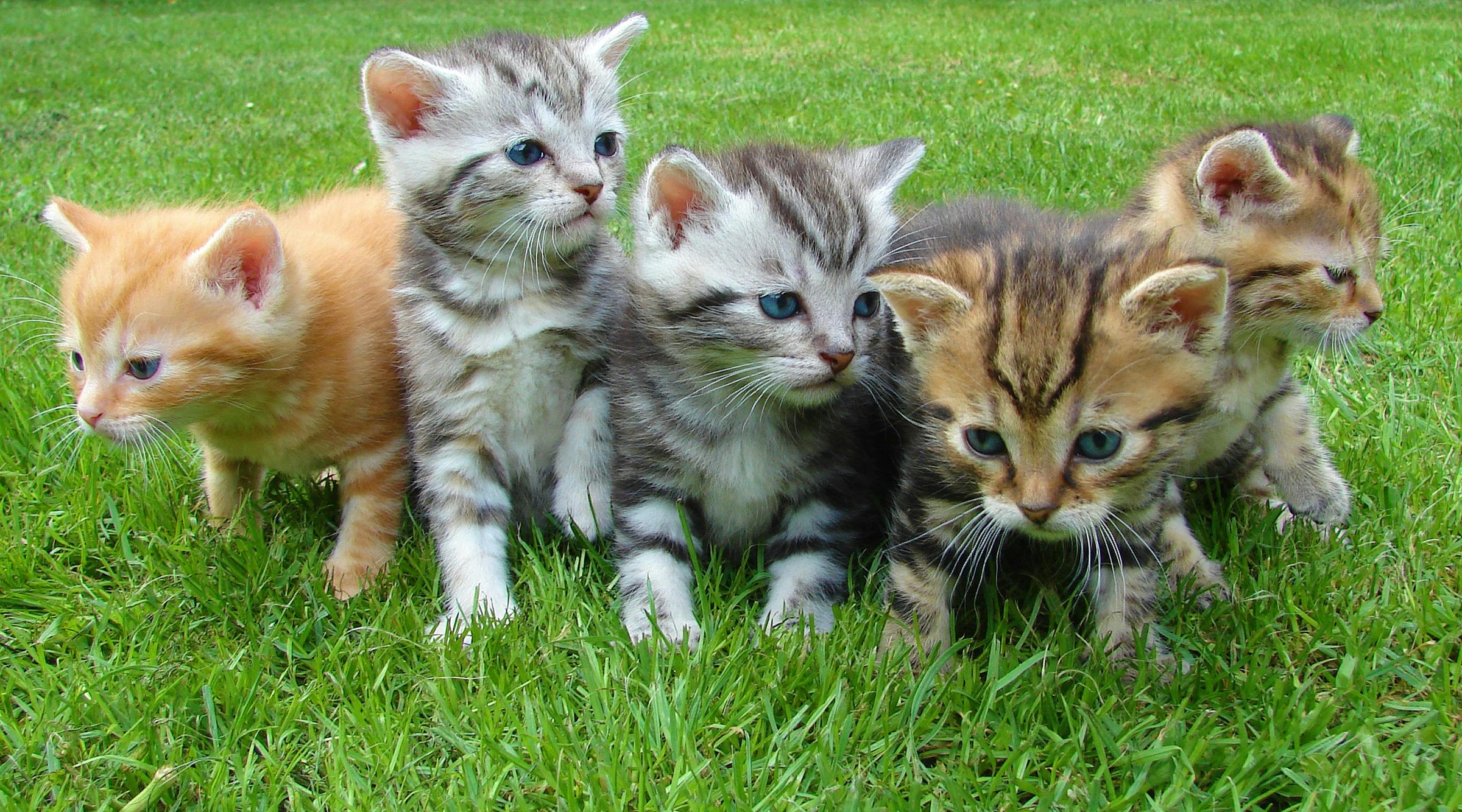 Maine Coon Kittens for Sale San Francisco with Health Guarantees