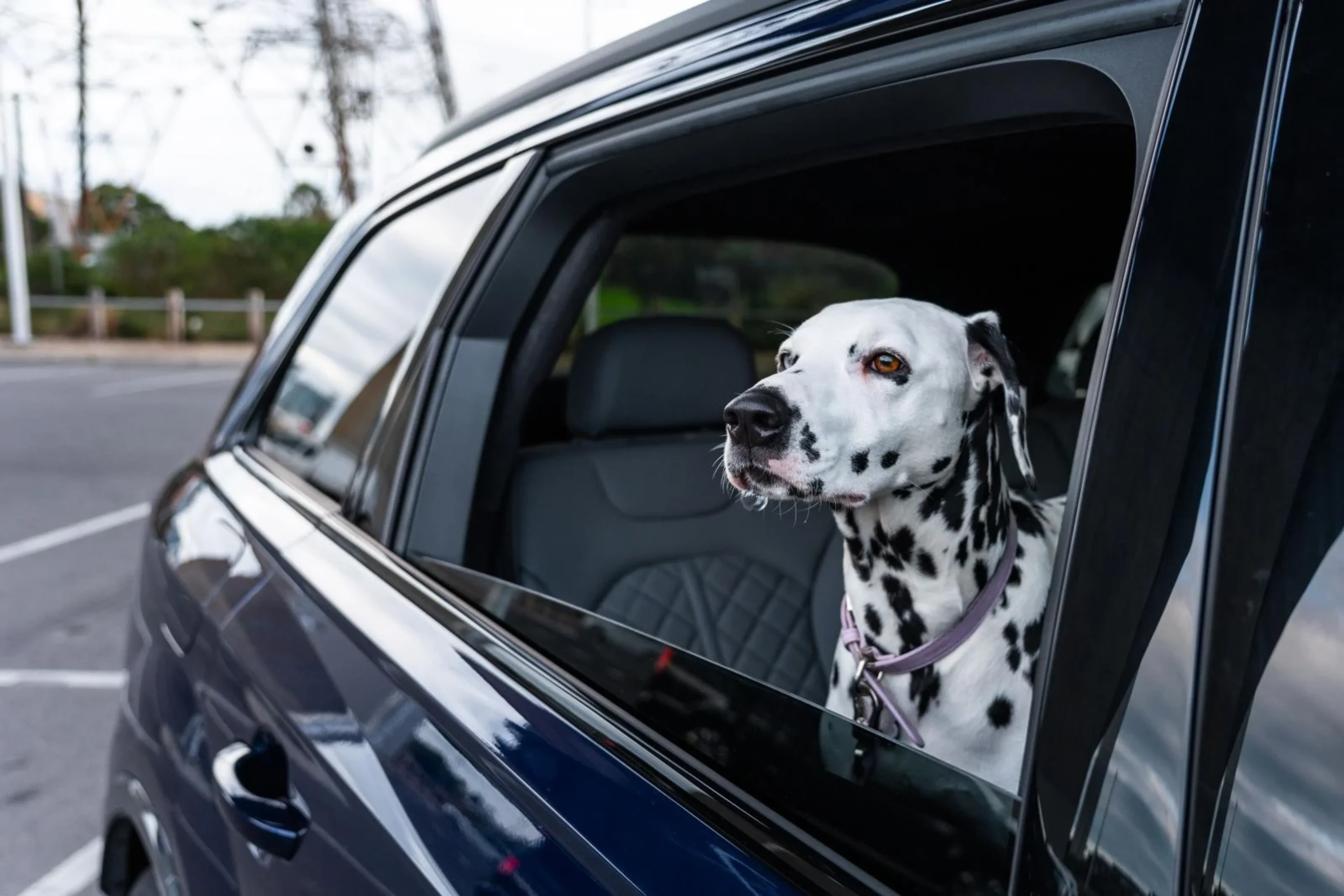 Quick and Affordable Pet Certificates UK-Wide via Vet Home Certs