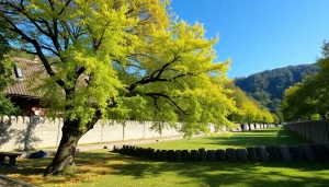 葉酸サプリ おすすめのボトルがテーブルに並び、柔らかな光に照らされています。