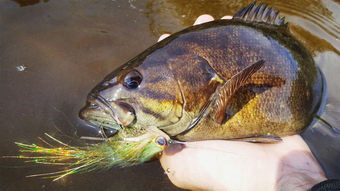 Best Time of Year for Fly Fishing for Bass by Fly Fishing Specialties